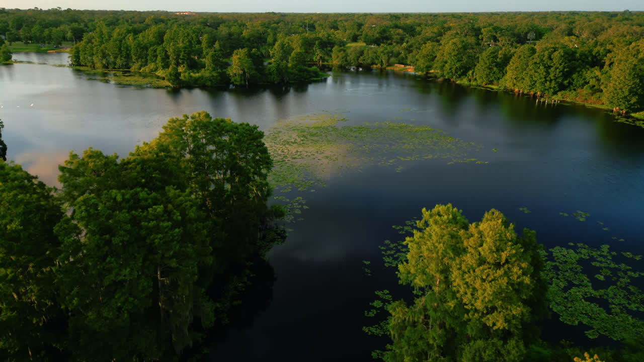 Trees Growing In The Peaceful River As a Flock of Birds Fly Close By Near Tampa In Florida, United States. Aerial Drone Shot