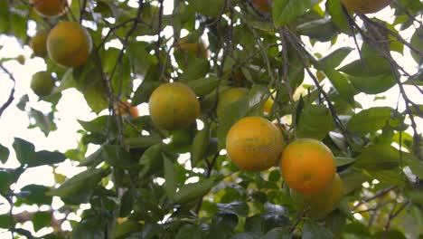 Close-up of a branch full of organic oranges, slow camera movement
