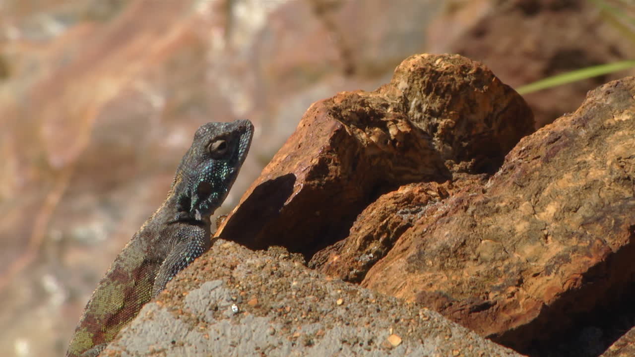 Lizard Casually Resting On Orange Coloured Rocks. Locked Off