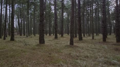 walking among the trees in a forest