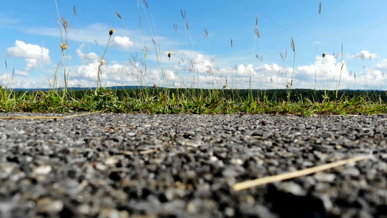 Small flower and grass against scenic landscape of reservoir dam