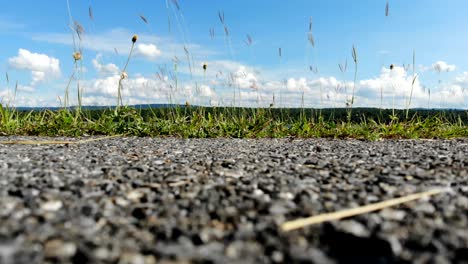 small flower and grass against scenic landscape of reservoir dam