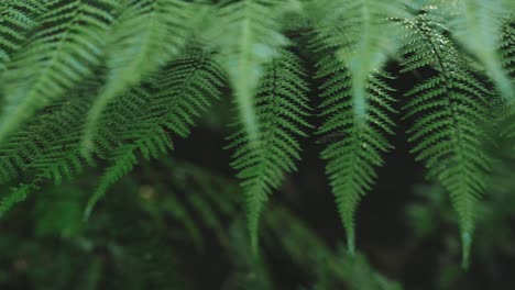 Rack-focus-on-lush-green-iconic-ferns-revealing-their-intricate-beauty