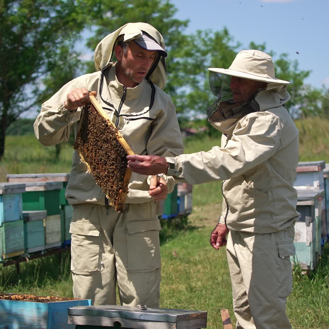 Two beekeepers discussing a frame they hold in hands. Checking up honey harvest at rural bee farm. Sunny day backdrop