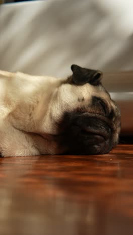 pug sleeping on a wood floor