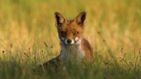 red fox in a field