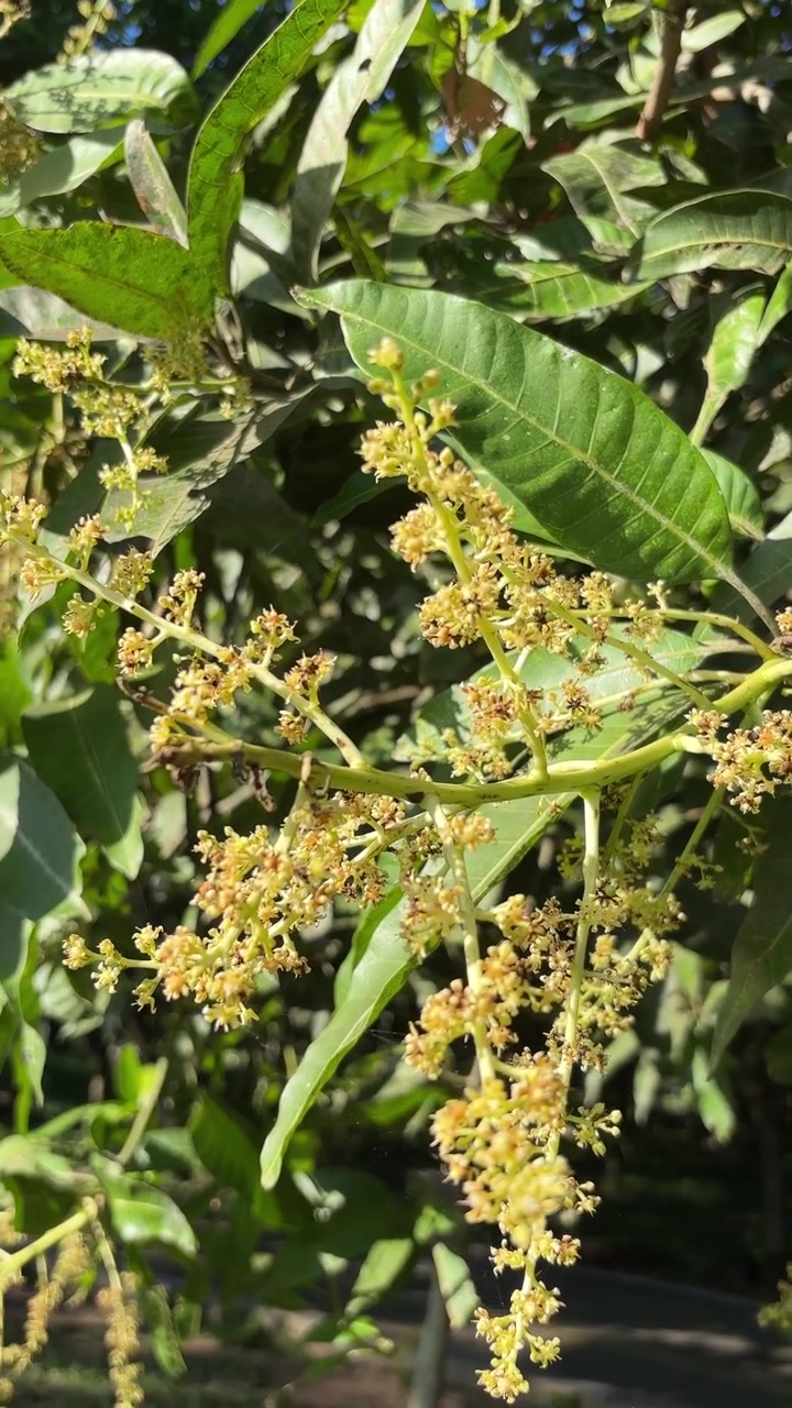 Fiori di mango in piena fioritura sotto la luce del sole