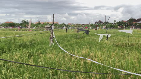 Blick-über-Reisfelder-In-Ubud-Mit-Plastiktüten,-Die-An-Einem-Seil-Befestigt-Sind,-Um-Vögel-Abzuschrecken