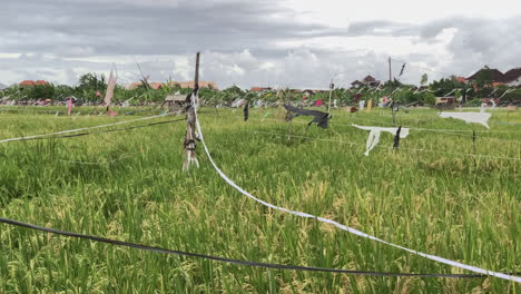 view across rice fields in ubud with plastic bags attached to rope to act as deterrent from birds
