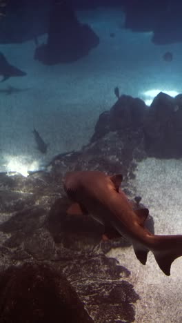 sharks and fish swimming in an aquarium