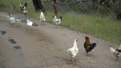 Gallinas-Y-Gallos-Silvestres-De-Tiro-Medio-En-Una-Granja-En-Australia