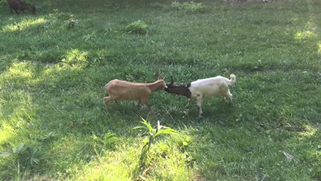 two young goats fight and play on a green grass field