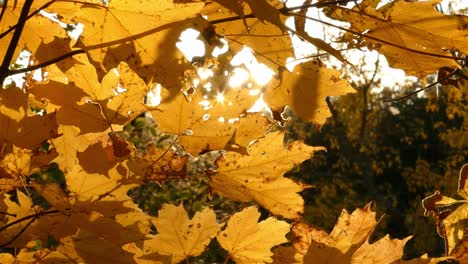 Tracking-shot-capturing-beautiful-autumn-color-palette-leaves-with-sun-peaking-through-the-yellow-foliage