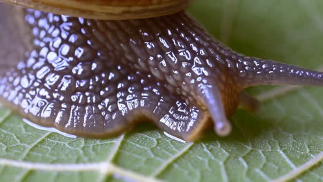 close-up of a snail on a green leaf
