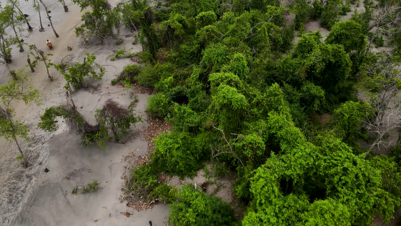 aerial de árboles tropicales en la orilla arenosa en la marea baja y motocicleta conduciendo en un pequeño camino en kuakata, bangladesh, cerca de sundarban