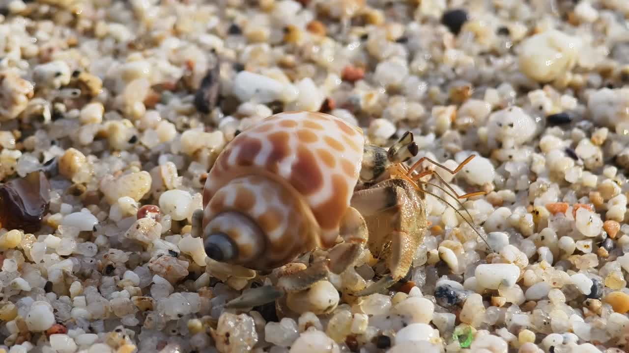 cangrejo ermitaño en una playa de arena