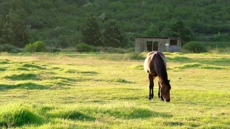 Un-Caballo-Marrón-Solitario-Pasta-En-Un-Prado-Bajo-La-Cálida-Luz-Del-Sol-De-La-Tarde