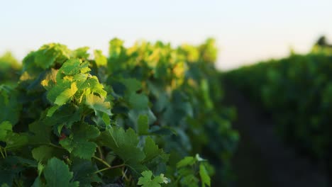 Lush grapevines swaying gently in the wind