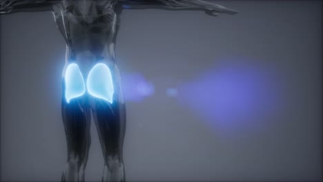 gluteus maximus - animación de la anatomía de los músculos de las piernas