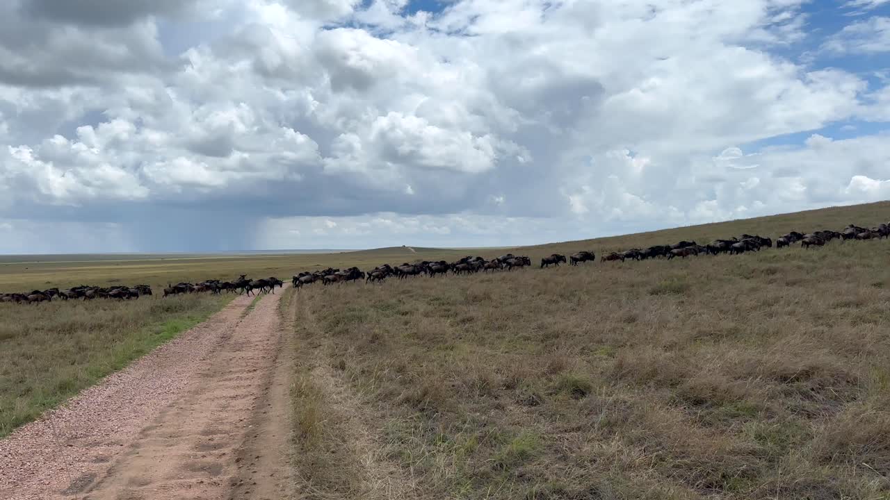 el rebaño de gnu azul (connochaetes taurinus) cruza la carretera durante la gran migración en el parque nacional de serengeti, tanzania.