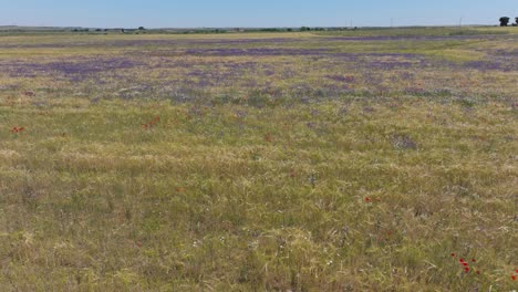 vuelo lateral con un dron sobre un campo de cultivo centrado en visualizar un gran parche de flores púrpuras en el cultivo y otras flores aleatorias como amapolas con un fondo de cielo azul en una mañana de primavera