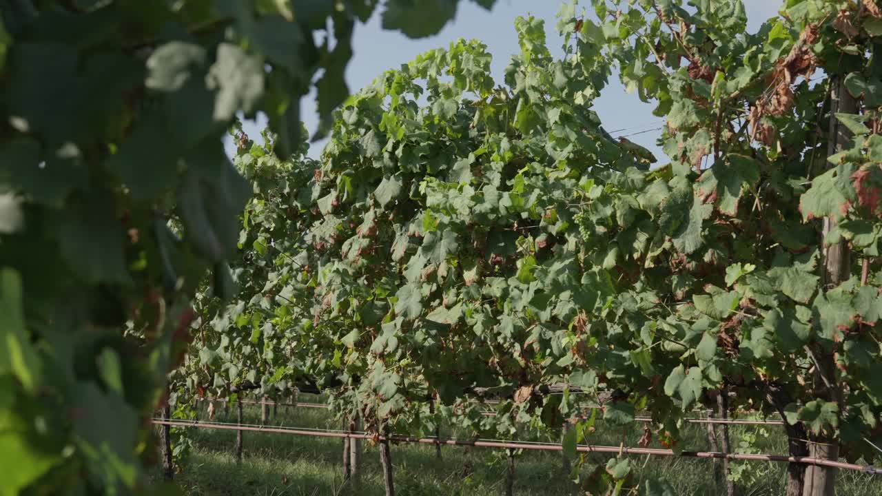 Filarie di viti con foglie verdi che crescono in un vigneto all'aperto