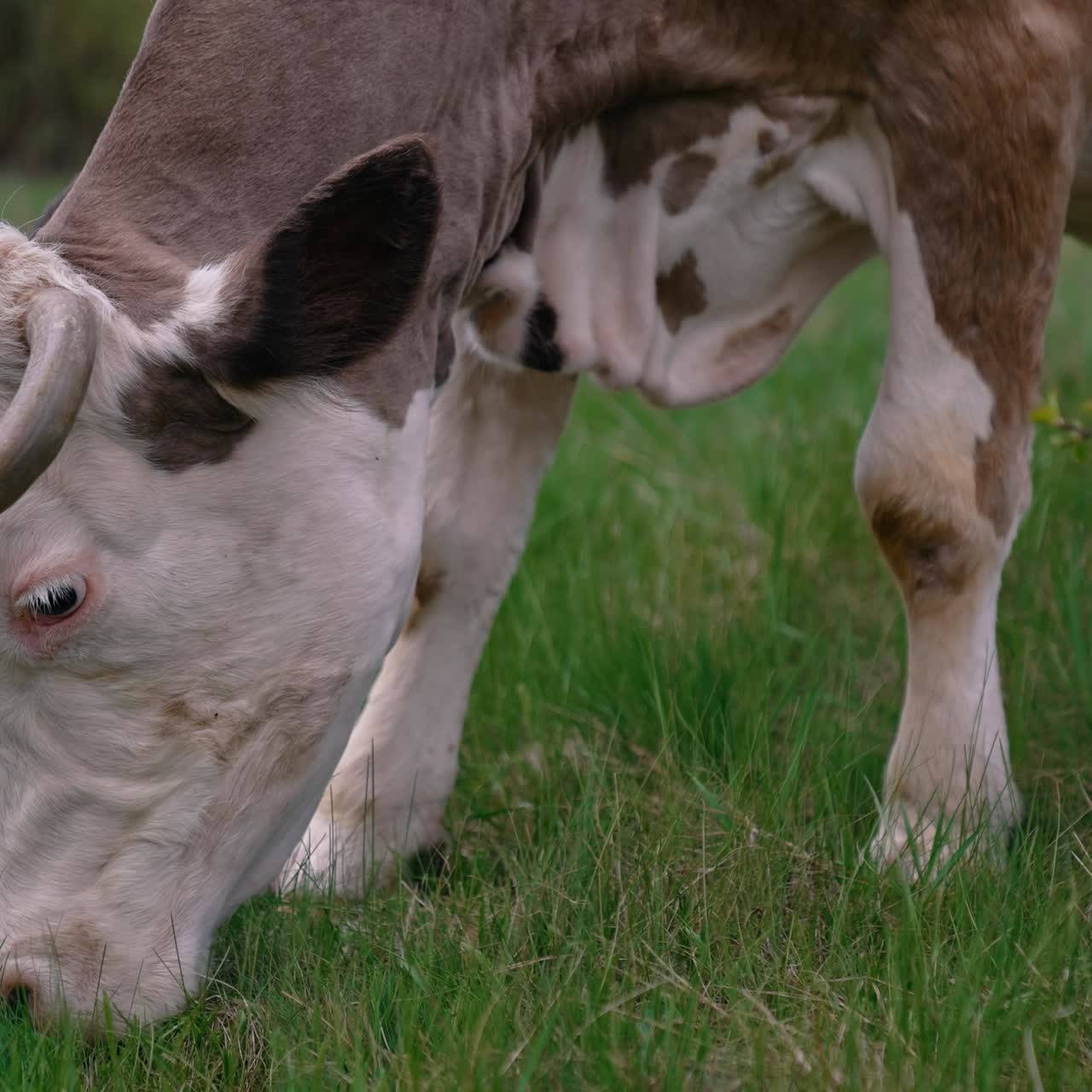Close up view of grazing cow at field. Head of cow eating green grass