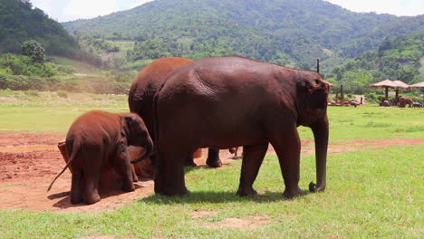 elephants rubbing against concrete pillars in a field in slow motion