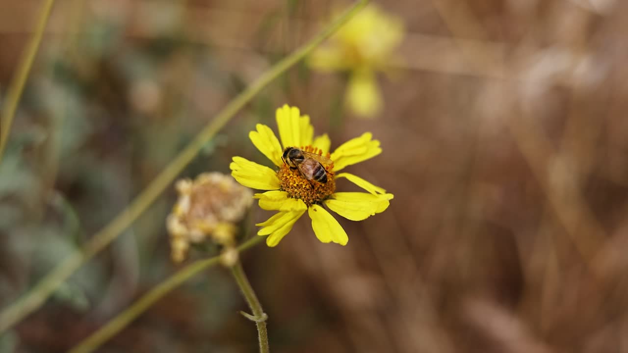 lento dolly en una abeja polinizando una margarita amarilla en el viento con movimiento 60fps