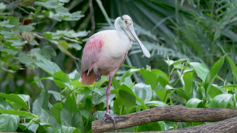 ave zancuda de espátula rosada silvestre encaramada en una rama con una pierna - haciendo yoga en la jungla salvaje