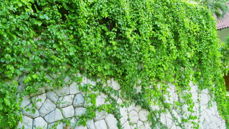 vine-like plants thickly growing and sticking on the stonewall structure of a property or a garden