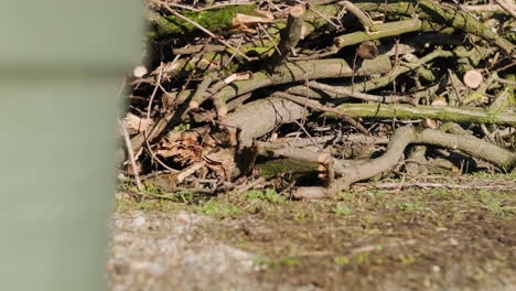 Holzstapel-Bereit-Zum-Schneiden-Und-Spalten-Für-Brennholz---Selektiver-Fokus,-Schieberegler-Rechts