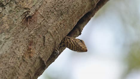 la cabeza fuera de la madriguera mientras las hormigas se mueven en la corteza mientras trata de mirar a su alrededor y quedarse dormido, nublado monitor lagarto varanus nebulosus, tailandia