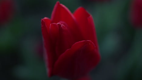 closeup gentle flower petals in dark green background. macro shot of tulip bud.