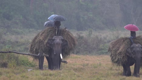 尼泊爾奇特旺國家公園的大象在大雨中行走