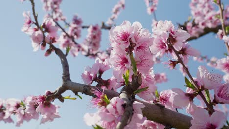 low angle pink cherry flowers on branches spring sakura cherry tree