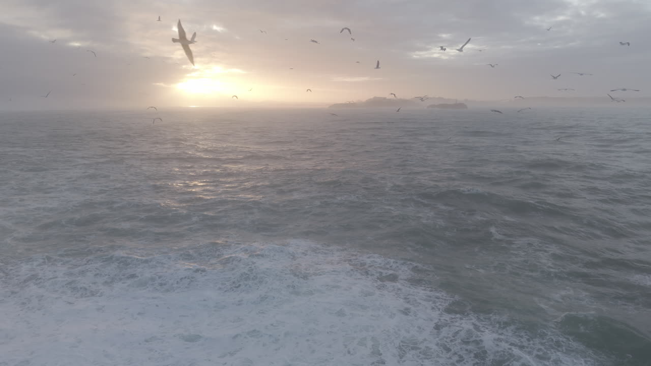 夕焼け時の霞む海の波とカモメの空撮