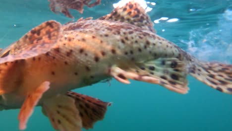 sculpin caught on jig lure swims through blue water