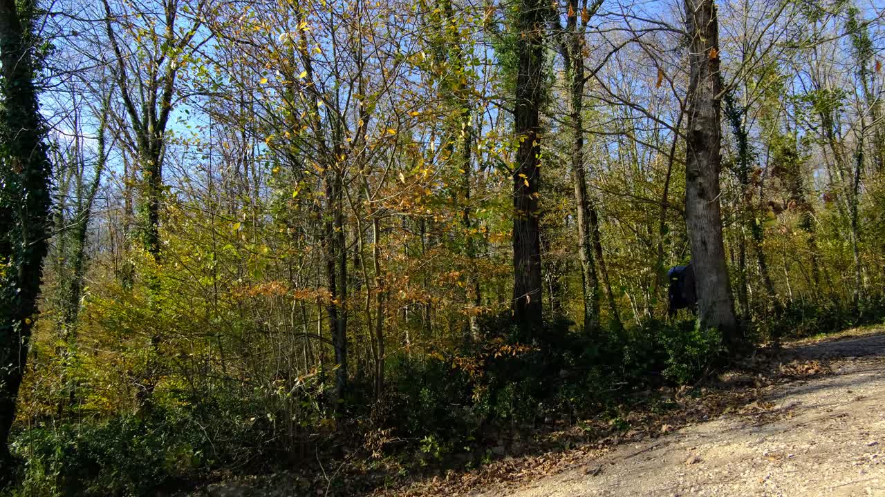 человек, идущий по лесу