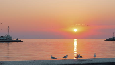 Sonnenuntergang-Wasserlandschaft-Mit-Möwen