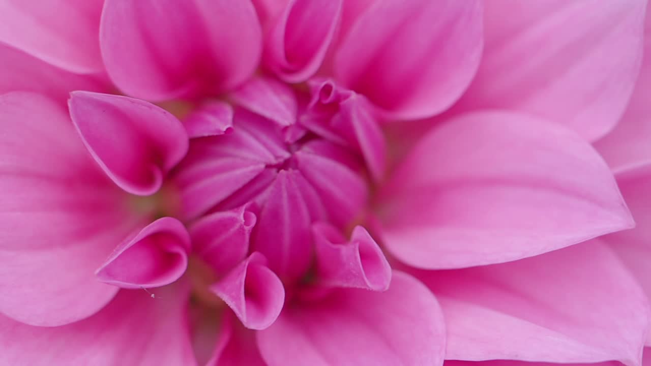 Close-up of a Pink Dahlia Flower