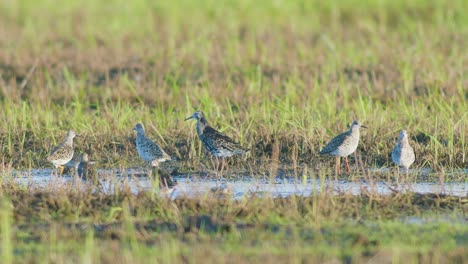 a flock of ruff birds in mating season in wetlands, flooded meadows