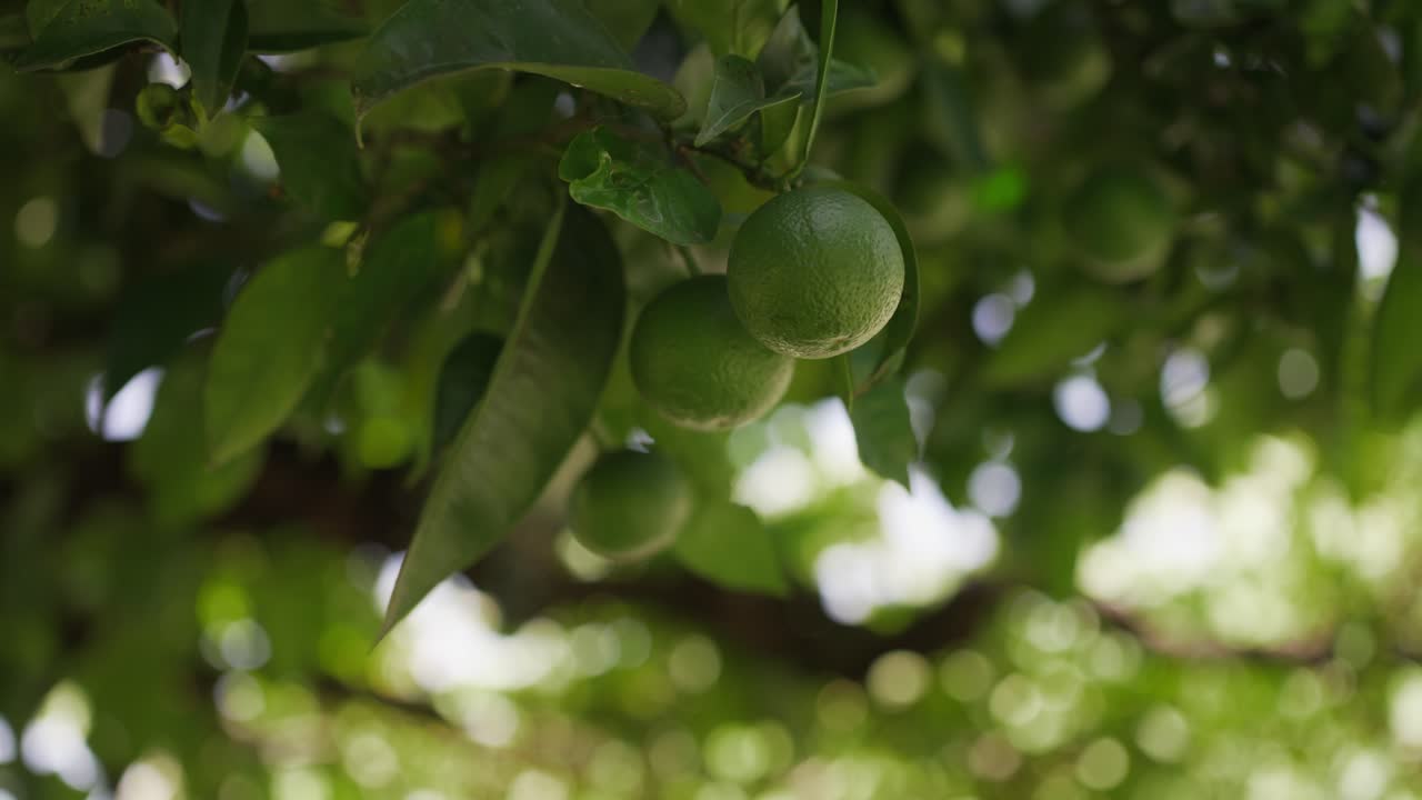 limas verdes colgando de una rama de árbol rodeadas de hojas en la luz natural