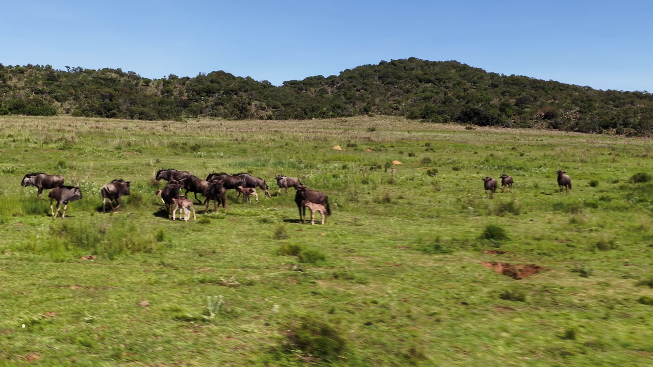 Aerial slow motion of warthogs joining wildebeest herd with calves