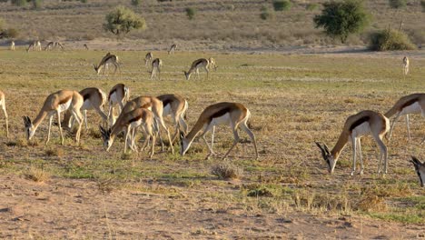 Herd-of-springbok-antelopes-grazing,-Kalahari-desert,-South-Africa