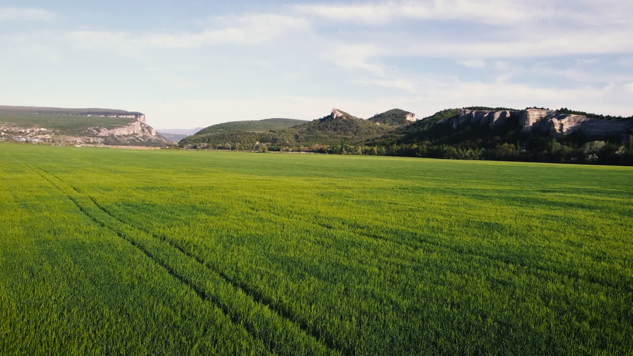 배경 에 산 들 이 있는 초록색 밀