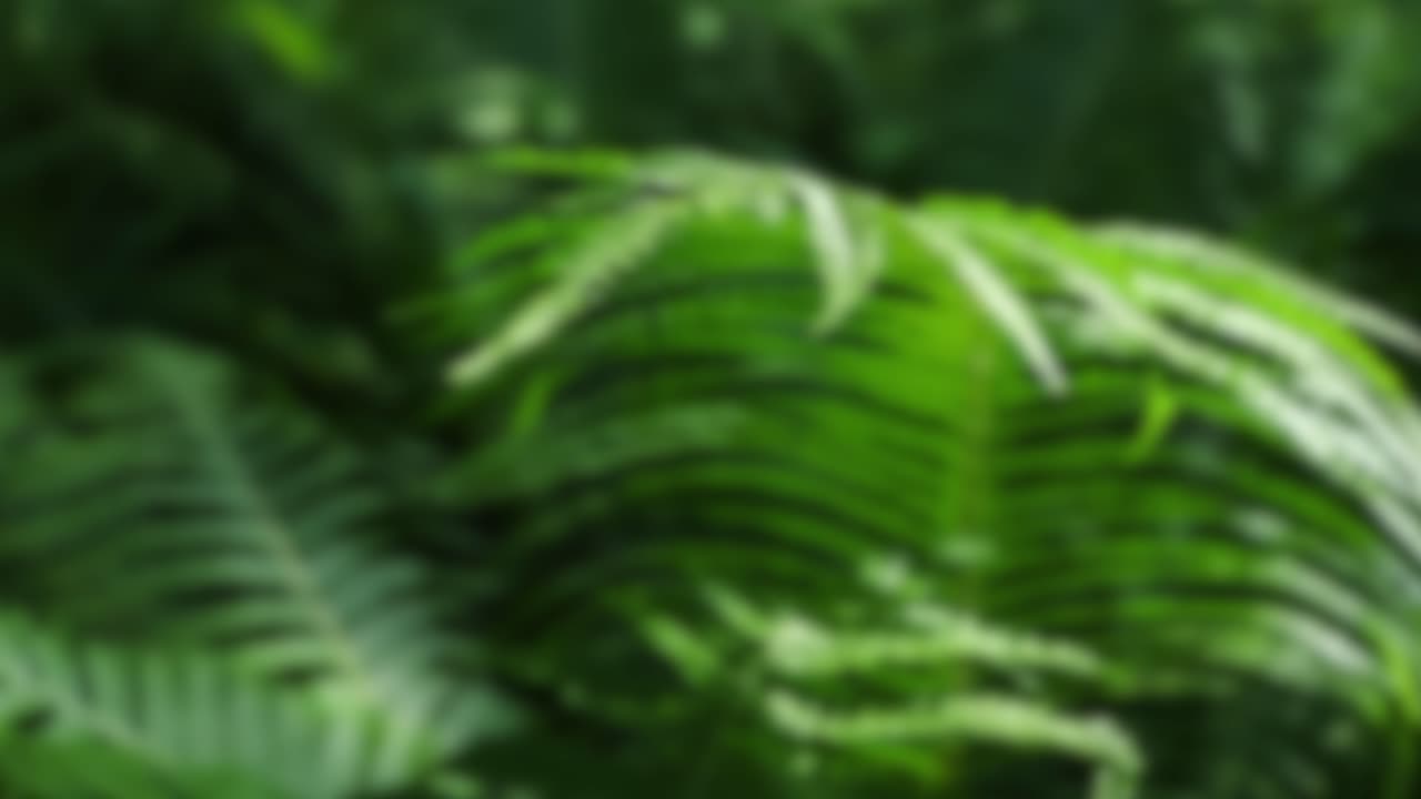 selva naturaleza fondo borroso verde flores bosque selva tropical desenfoque bokeh 4k fondos youtube
