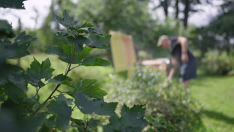 apicultor-agricultor en una granja de abejas trabajando-inspeccionando un panal de colmena de abejas y luego colocándolo en el suelo, hojas de árboles verdes en primer plano, fondo borroso desenfocado