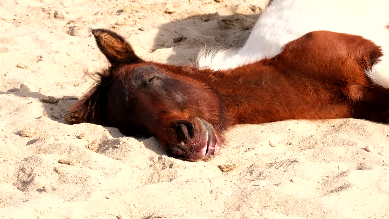 Funny animal footage of horse lying down on sand in afternoon sun for a nap