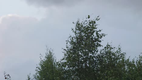 Graue-Wolken-Ziehen-über-Grünen-Bäumen